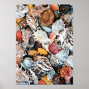 Pesquisar por seashells para a venda Escudos