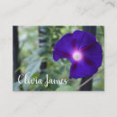 Pesquisar por flor da glória Púrpura