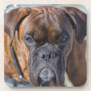 Pesquisar por indie porta copos Animais