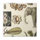 Pesquisar por de creme azulejos Borboleta