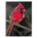 Pesquisar por cardeais cadernos de notas Pássaro