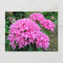 Pesquisar por pentas cartoes postais Flor