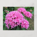 Pesquisar por pentas cartoes postais Rosa
