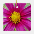 Pesquisar por cosmos ornamentos Flor