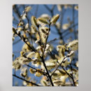 Pesquisar por árvore de salgueiro pôsteres Árvores