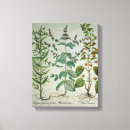 Pesquisar por erva impressão de canvas Botânica
