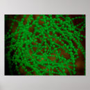 Pesquisar por bactéria pósteres pôsteres Imagem da cor