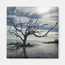 Pesquisar por ilha madeira imas Praia