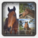 Pesquisar por cavalo marrom adesivos Animal