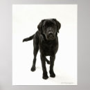 Pesquisar por labrador retriever preto pôsteres Bonito