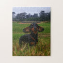 Pesquisar por filhote cachorro dachshund quebra cabecas Cão