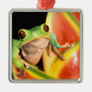 Pesquisar por rã ornamentos Flor