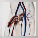 Pesquisar por órgãos humanos pôsteres Transparente