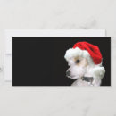 Pesquisar por jack russell terrier cartoes Feriado