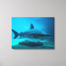 Pesquisar por tubarão impressão de canvas Animal