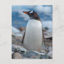 Pesquisar por antarctica cartoes postais Península antárctica