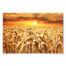 Pesquisar por cereais pôsteres Grão