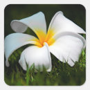 Pesquisar por flor havaiana tropical adesivos Plumeria