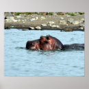 Pesquisar por hipopótamo pôsteres África