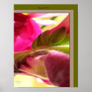 Pesquisar por close up da flor Floral