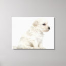 Pesquisar por assento impressão de canvas Animais