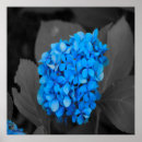 Pesquisar por flor branca azul pósteres pôsteres Amor