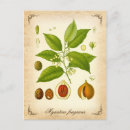 Pesquisar por ilustração macaco cartoes postais Vintage