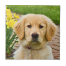 Pesquisar por do do filhote de cachorro azulejos Retriever