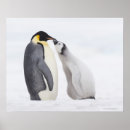 Pesquisar por penguin pósteres pôsteres Wildlife