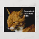 Pesquisar por expressão engraçada cartoes postais Gato