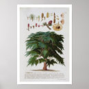 Pesquisar por árvore de cedro pôsteres Plantas