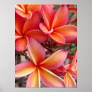 Pesquisar por plumeria pôsteres Tropical