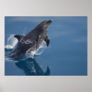 Pesquisar por golfinho pôsteres Casa