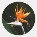 Pesquisar por paraíso adesivos Flor