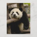 Pesquisar por shaanxi Ailuropoda melanoleuca