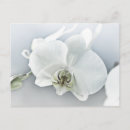 Pesquisar por flor exótica cartoes postais Orquídea