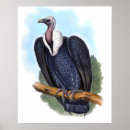 Pesquisar por abutre pôsteres Natureza