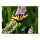 Pesquisar por borboleta roxa pôsteres Floral