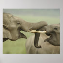 Pesquisar por elefante indiano pôsteres Ásia