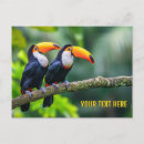 Pesquisar por tucano cartoes postais Selva