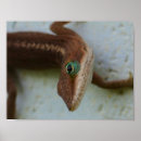 Pesquisar por lagarta artes pôsteres Lagarto