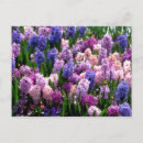 Pesquisar por colored cartoes postais Pink