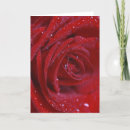 Pesquisar por cumprimento da rosa vermelha Flor
