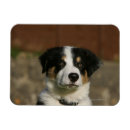 Pesquisar por cão de border collie imas 12 semanas