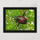Pesquisar por entomologia cartoes postais Besouro