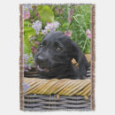 Pesquisar por labrador retriever mantas Engraçado
