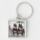 Pesquisar por schnauzers chaveiros Animal