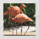 Pesquisar por flamingo convites Flamingo cor de rosa