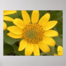 Pesquisar por raiz pósteres pôsteres Natureza