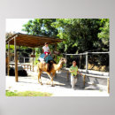 Pesquisar por camelos pósteres pôsteres Dromedary